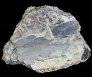 Fossil Turtle Shell Section - Montana #71226-1
